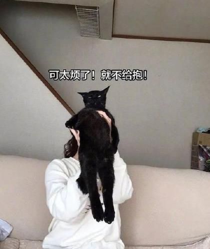 钢铁直猫是什么梗？钢铁直猫表情包及图片分享[多图]图片2