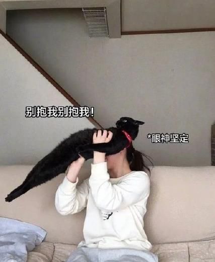 钢铁直猫是什么梗？钢铁直猫表情包及图片分享[多图]图片3